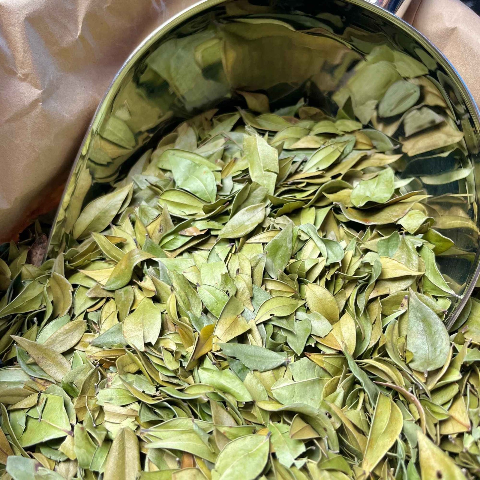 Myrte bio en feuilles coupées, plante aromatique traditionnelle utilisée en infusion et préparation maison.