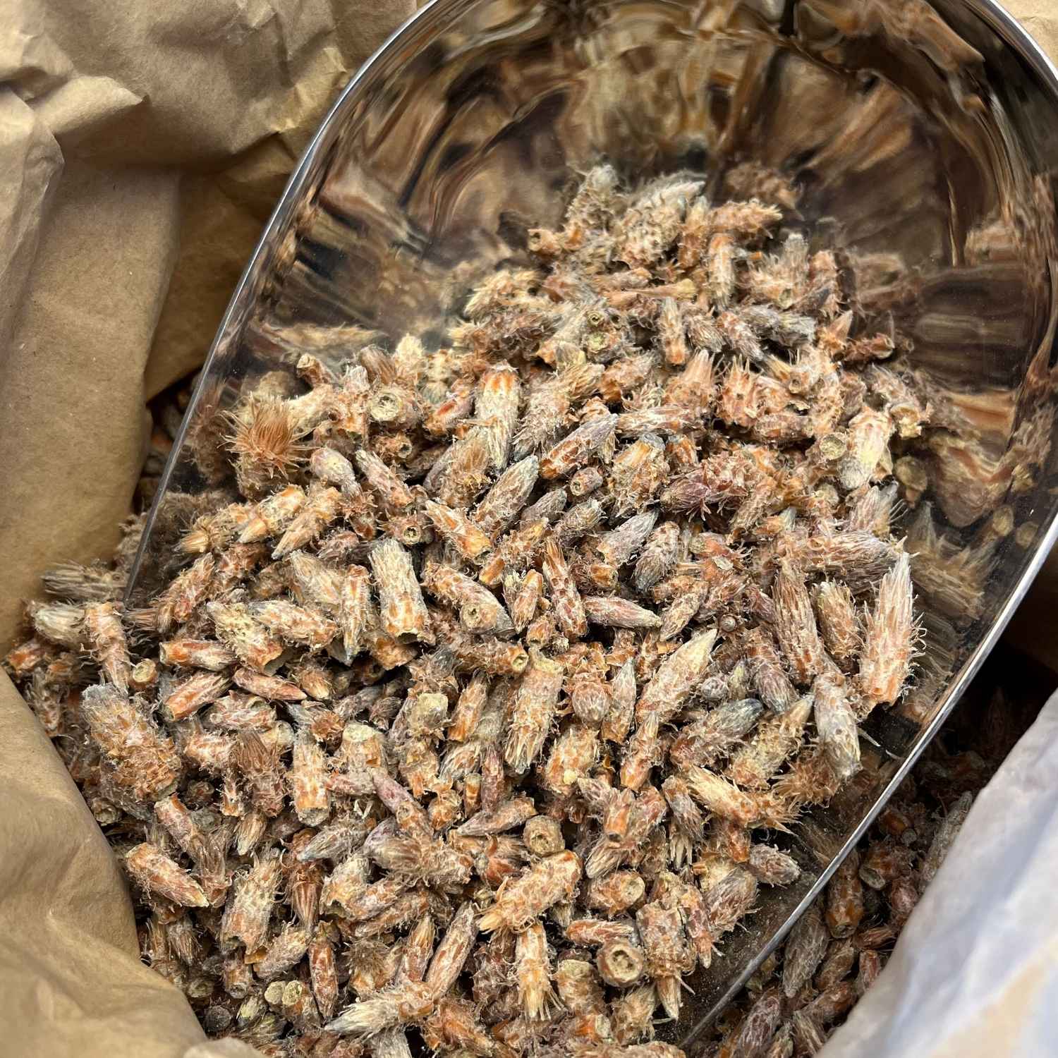 Photo de pin  bourgeons bio séchée vendue par Plantes & Recettes, spécialisée en plantes médicinales de qualité.